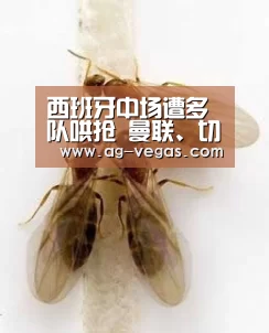 AG娱乐